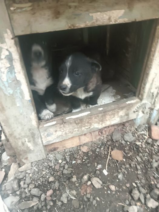 шенки бесплатно.