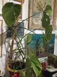 Vand planta Monstera (Ridicare doar din Bacau)