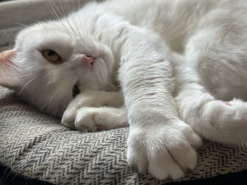 Гальовна и много кротка котка