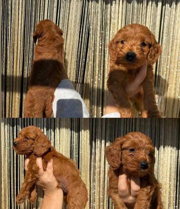 Căței adorabili de Cavapoo Fox Red