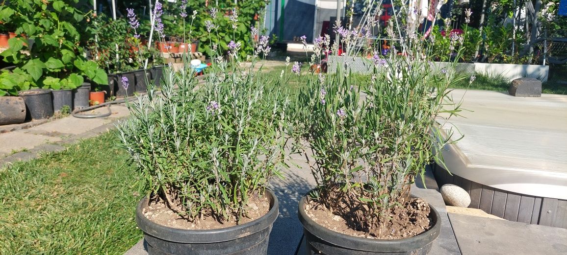 Lavanda în ghiveci - producător de plante ornamentale