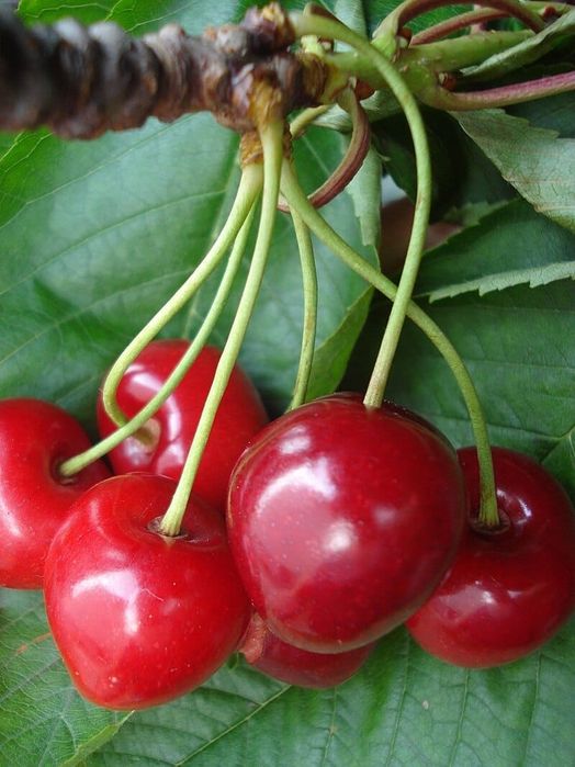 Meri.Ciresi.Par.Catina.Aluni.Nuci.Rodiu Kaki Visin Prun:Plantare  RO