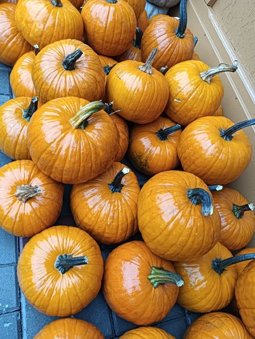 Bostani/dovleac pentru Halloween