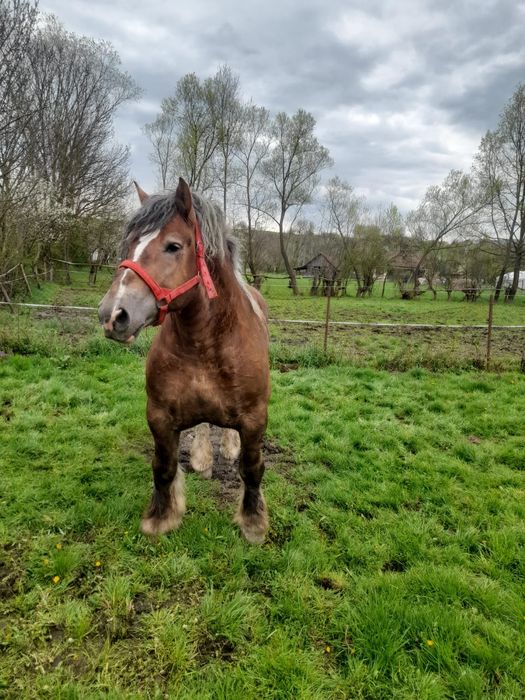 Mânz șarg de 1an și 4 luni