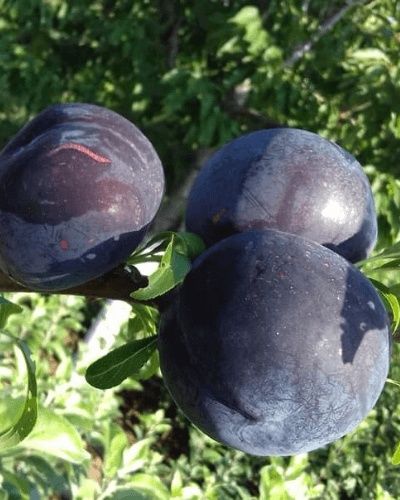 Pomi Fructiferi  deosebiti  prun black diamond