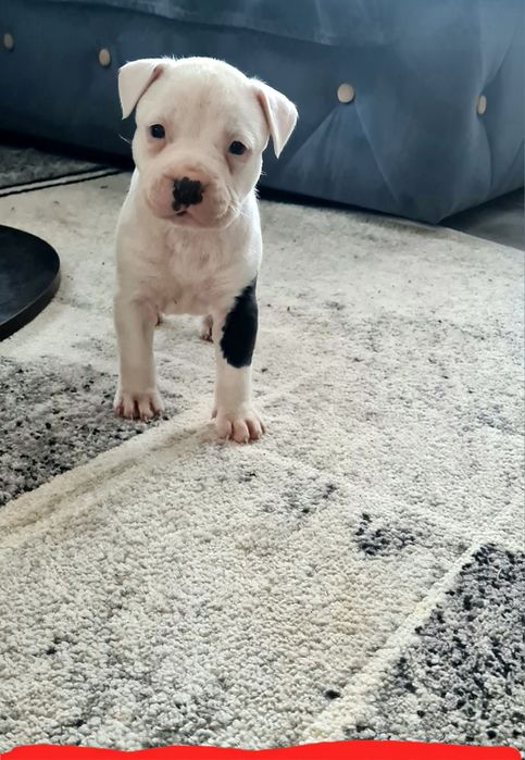 American Staffordshire Terrier