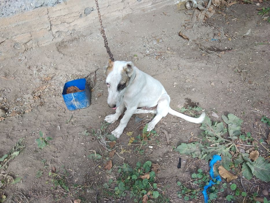 Продаётся Собака алабай