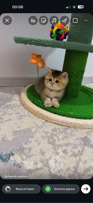 Мушук зотли котята