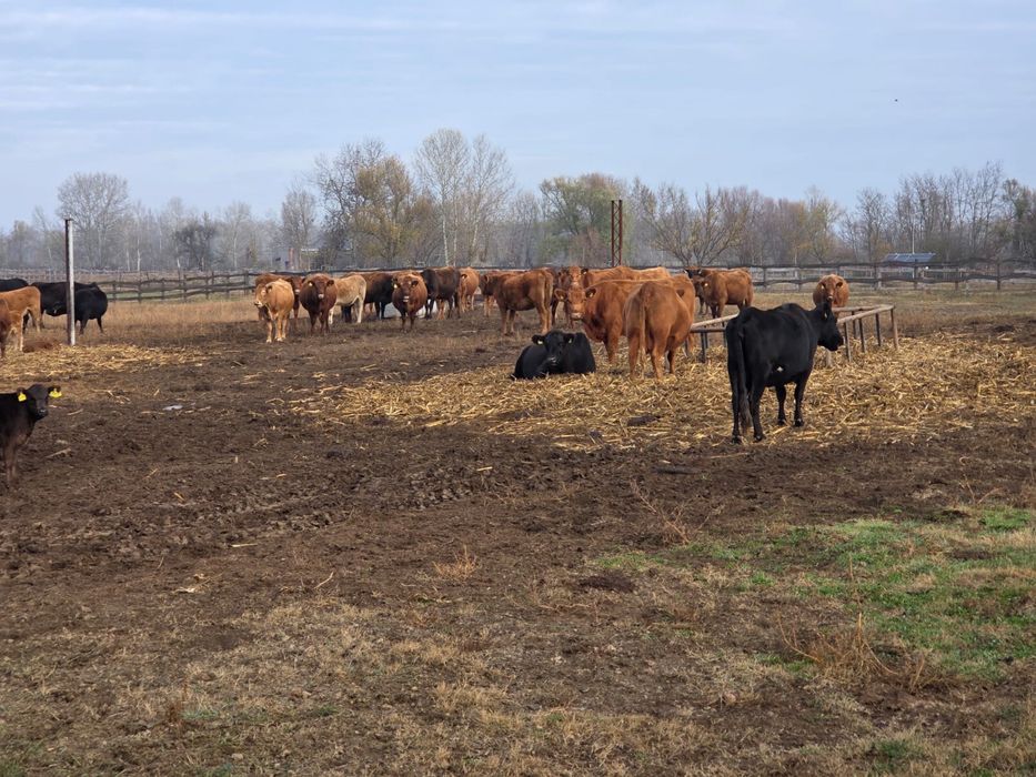 50 juninci Angus gestante