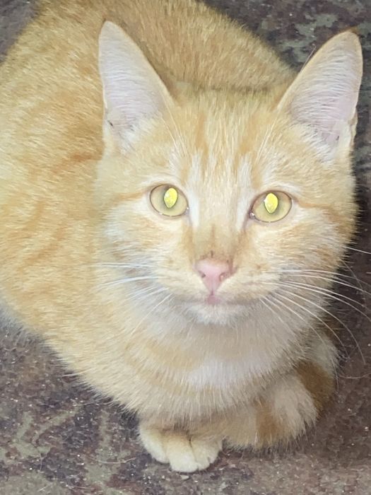 Отдам котенка ласковый