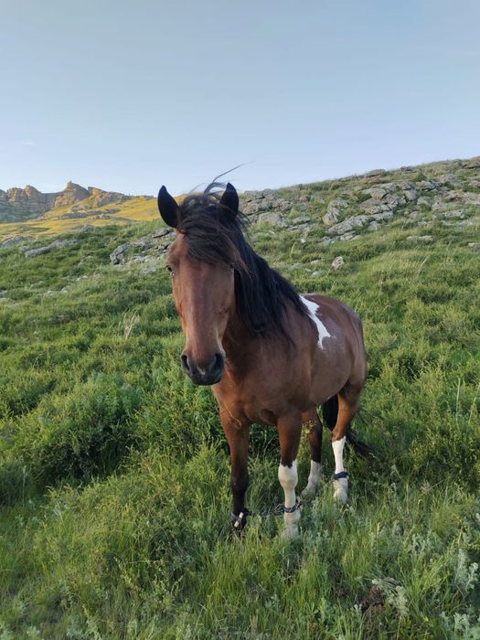 Продаётся алая лошадь!