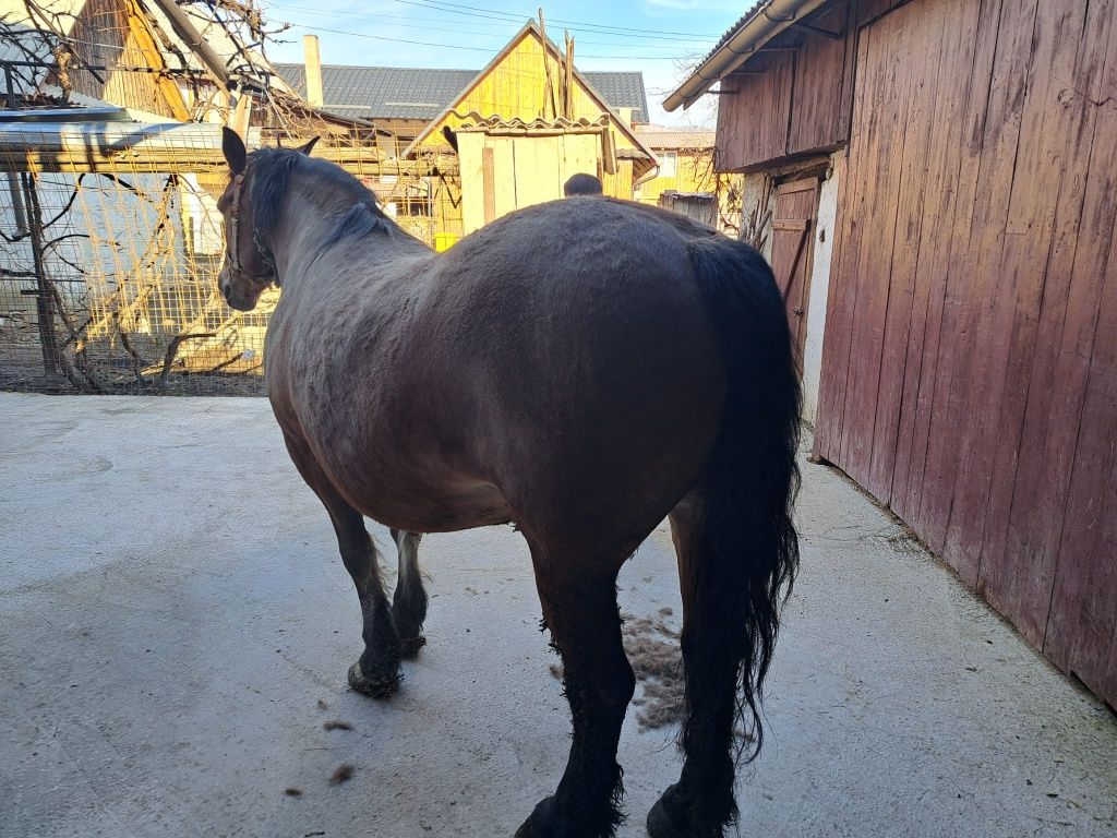 Cal (iapă) de 6 ani