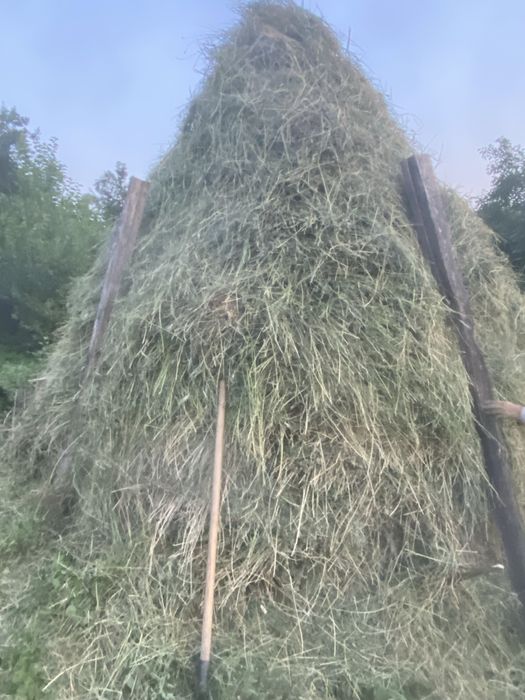 Vand stog de lucerna nou