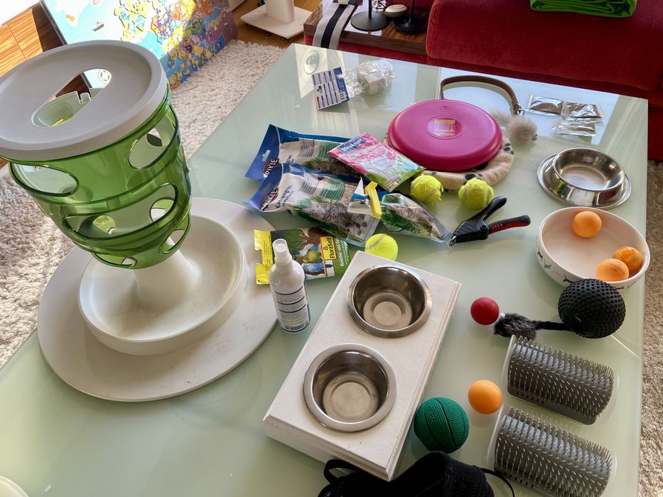 Accesorii pisici mingi jucarii catit iarba matei zgarda castroane