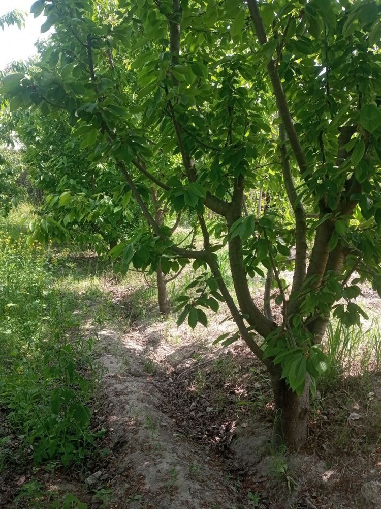 Qoʻshtepa tuman Shomirza mahallasida joylashgan 10 sotixli uchastka
