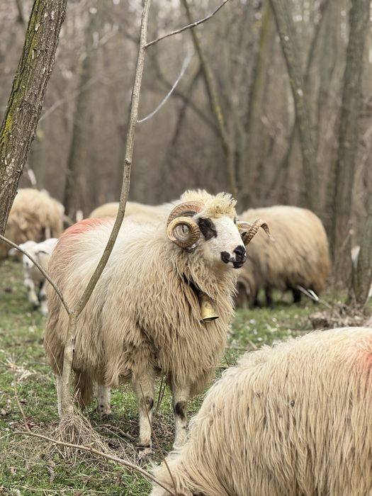 Vand 80 de oi ai 40 de carlani
