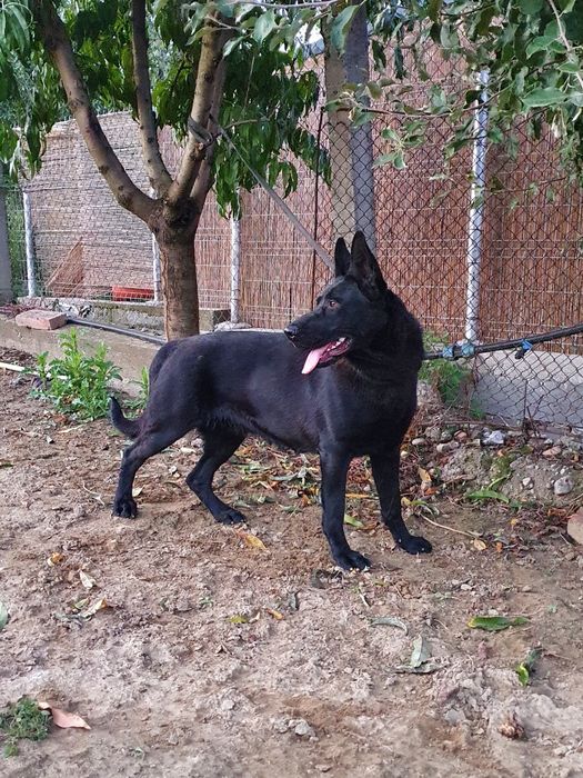 Femela ciobanesc german