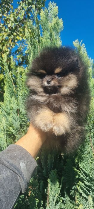 Померан мини померанче