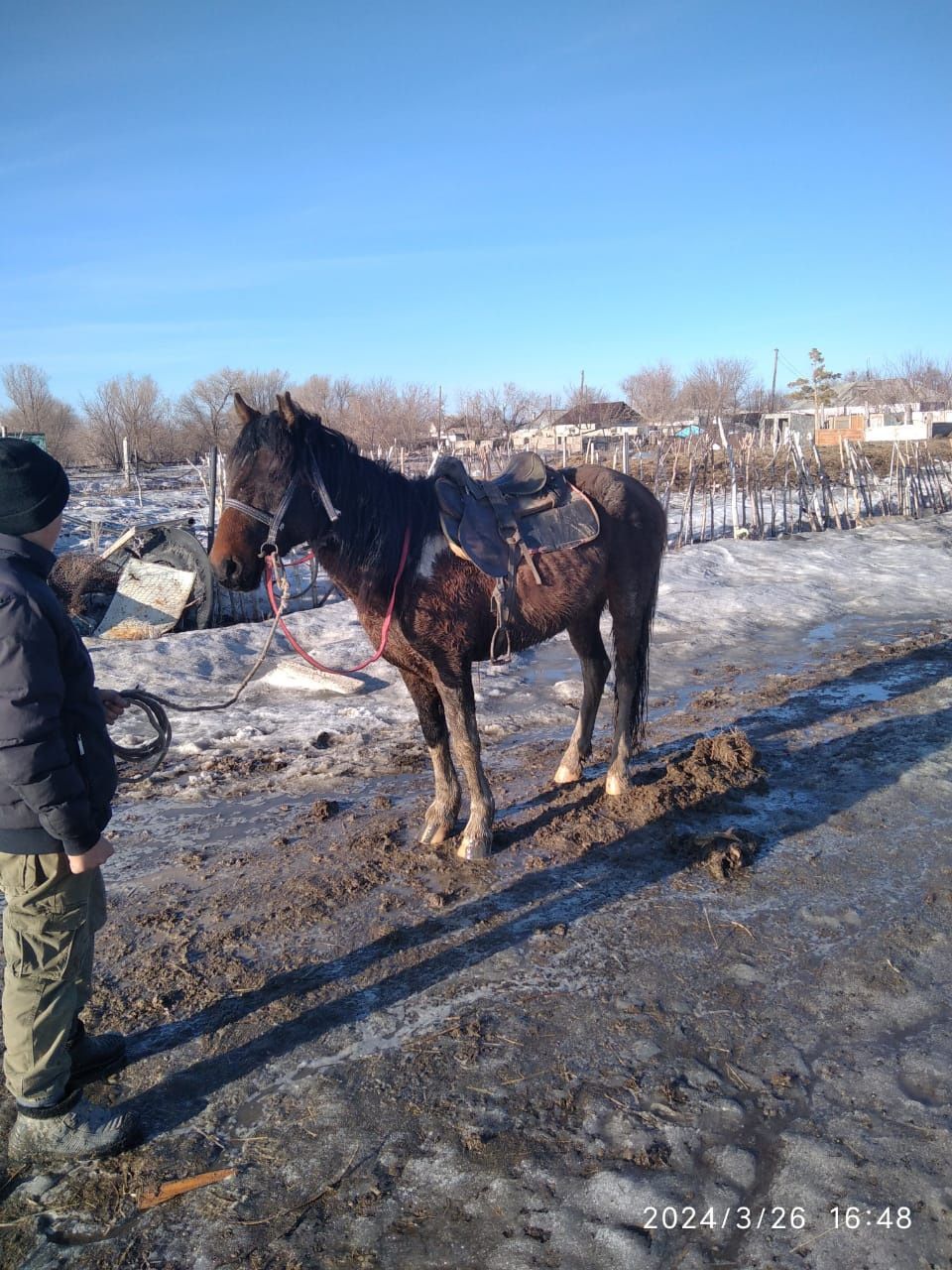 5жасар айгыр сатылады