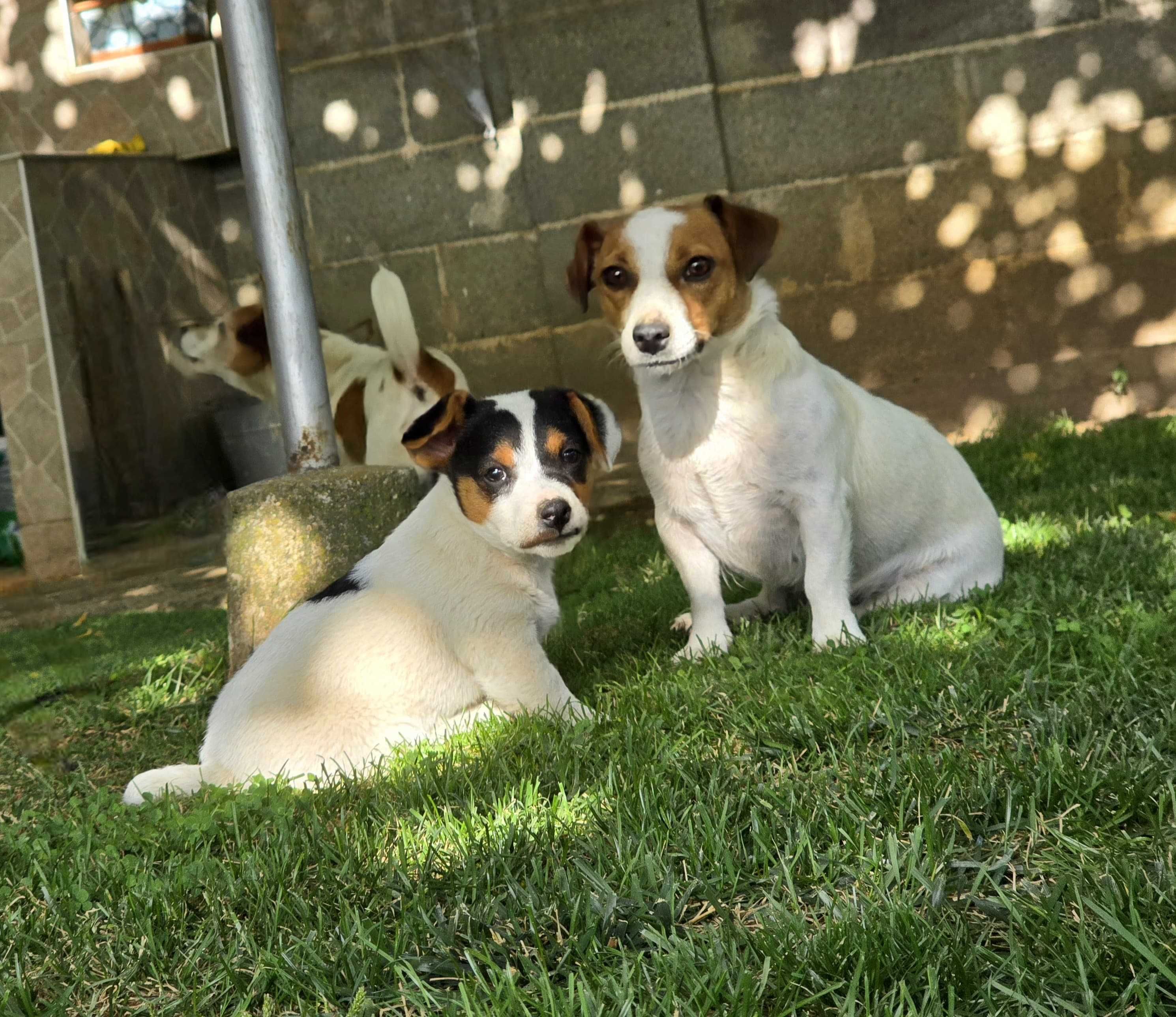 Мини Джак Ръсел Териер / Mini Jack Russell Terrier