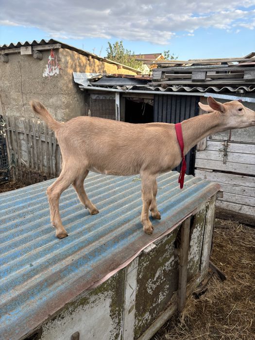 Ұрғашы альпи шыбыш