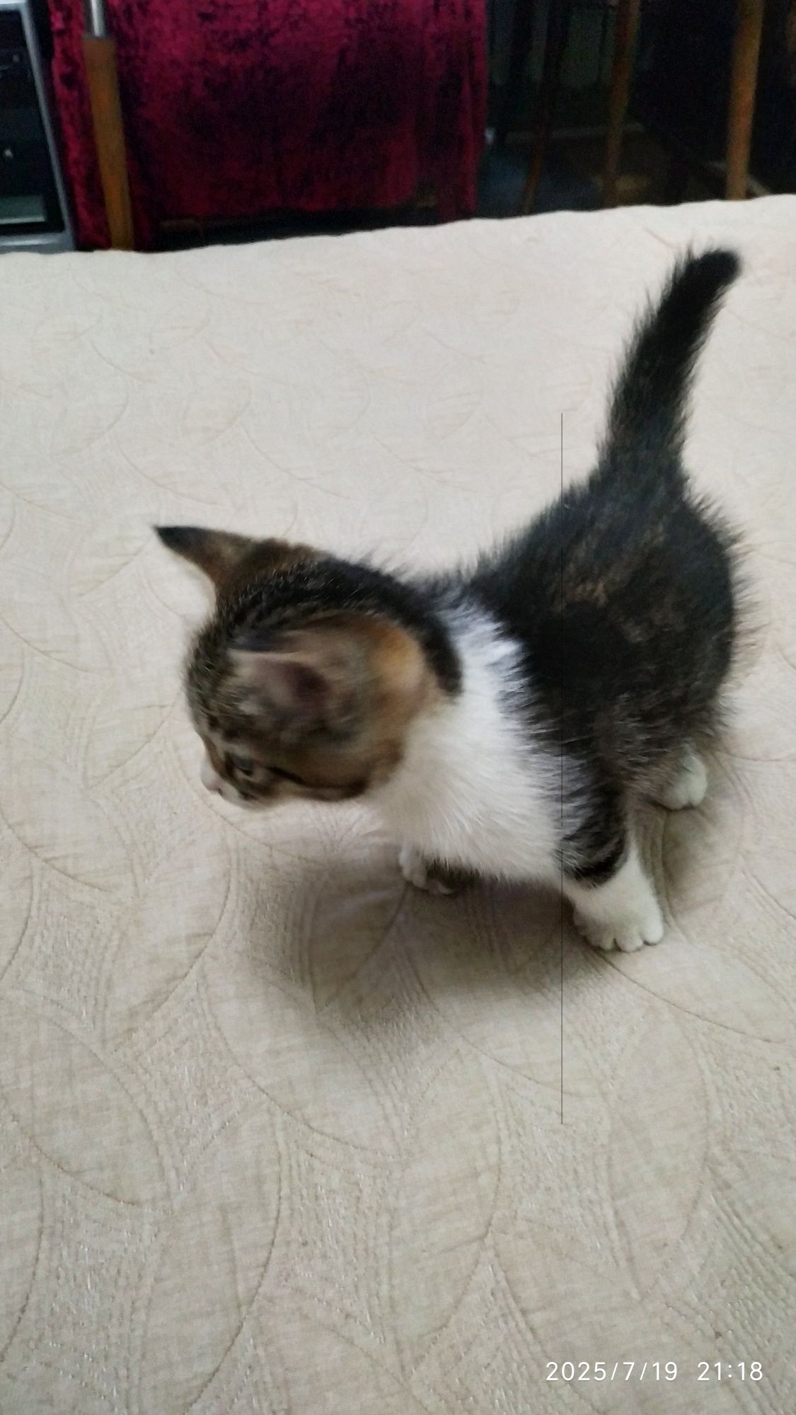 Котята , Продаются.