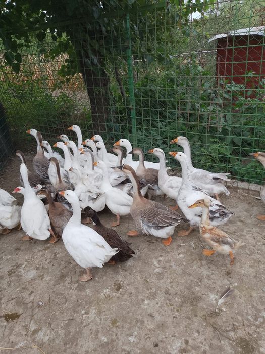 Vand Gaste ,Rate,Gaini de casa