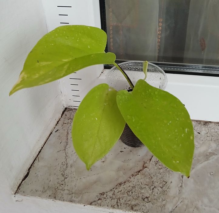 Сингониуми,Дяволски бръшлян, епипремнуми, монстера, пиперомия, мушкато