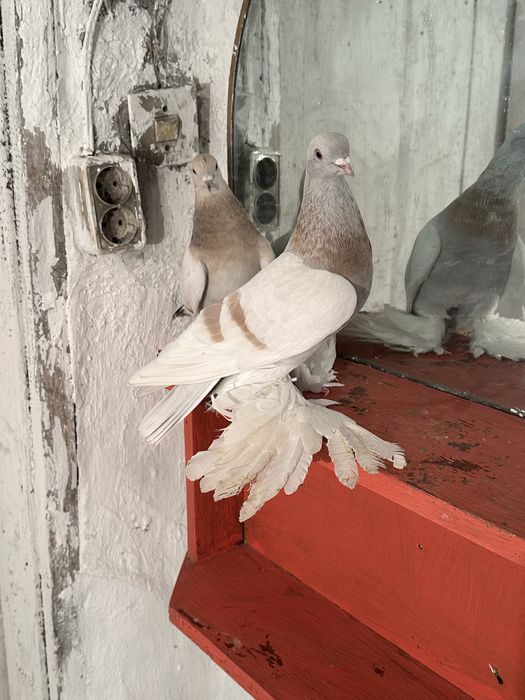 Продам Голуби разных пародь