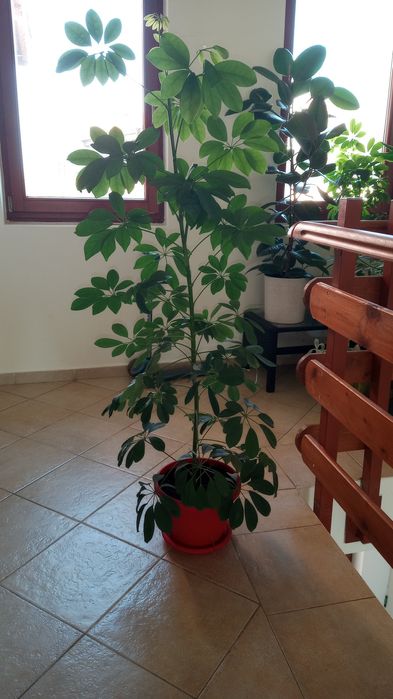 Палма Шефлера 2 бр.