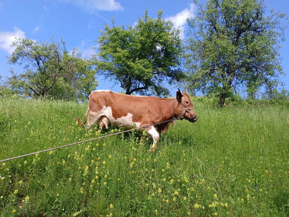 Vand vaca baltata romanesca