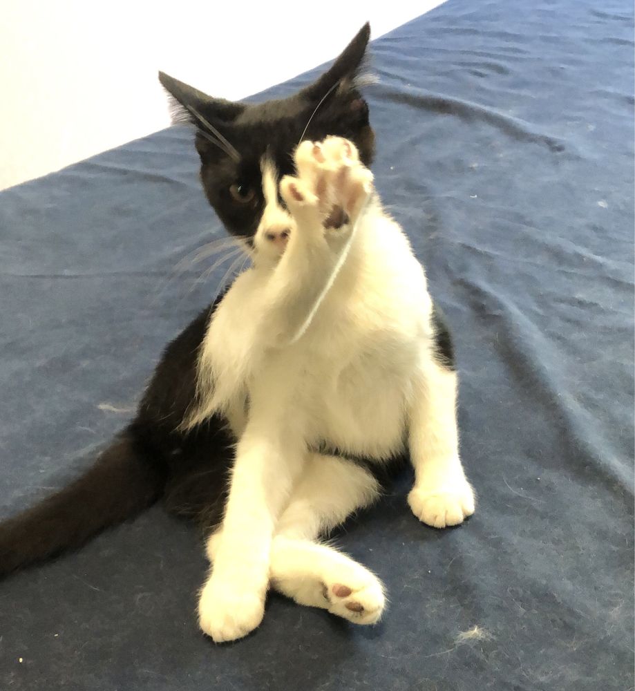 Котенок в добрые руки (кошка, киса)