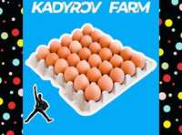 Инкубационные яйца бройлера ОПТОМ арбор айкрес ИА15