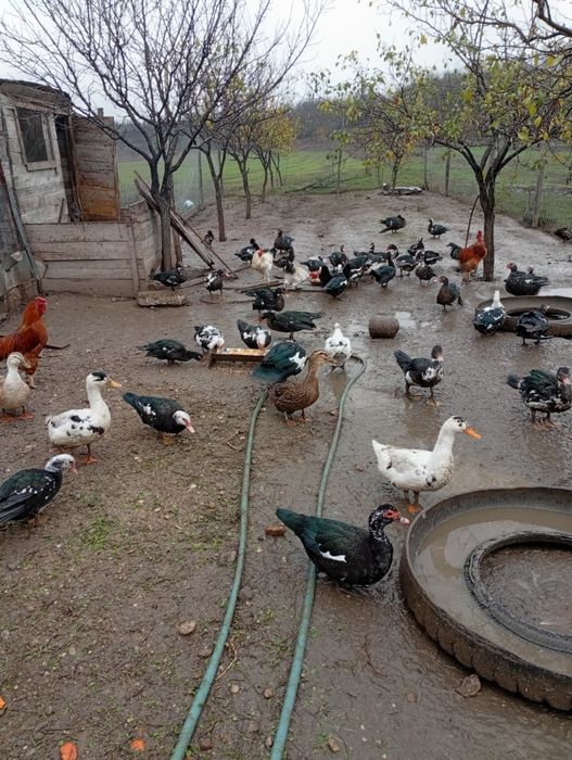 Rațe mute de anul acesta