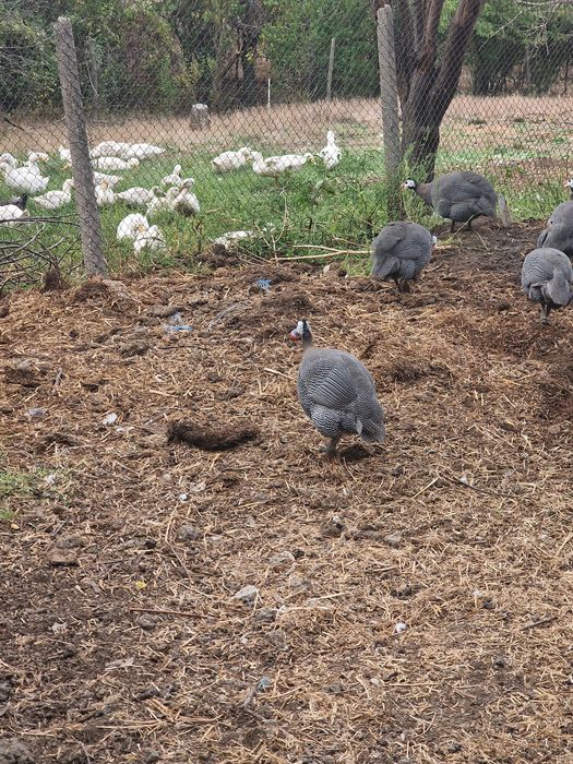 Rate de carne si ouă  de vânzare