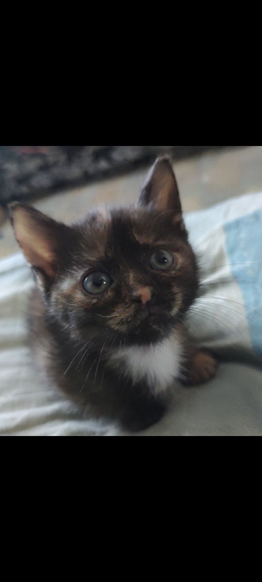 Котята крысыловы