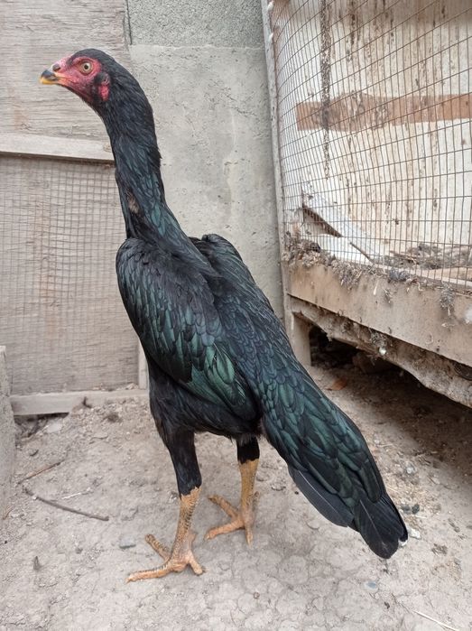 Makiyon sotiladi soni 2ta zoti karis toza qon puli 2tasi 1yarim milyon