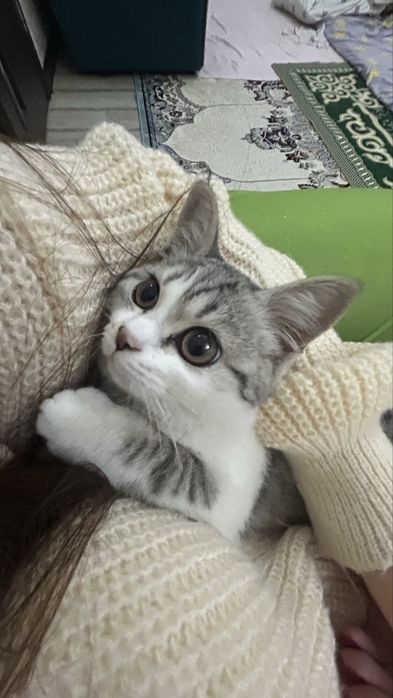 Кошка британская