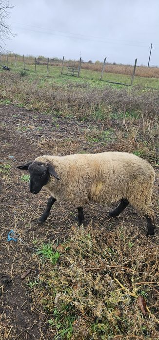 Sulfoc berbec 5luni 70kg