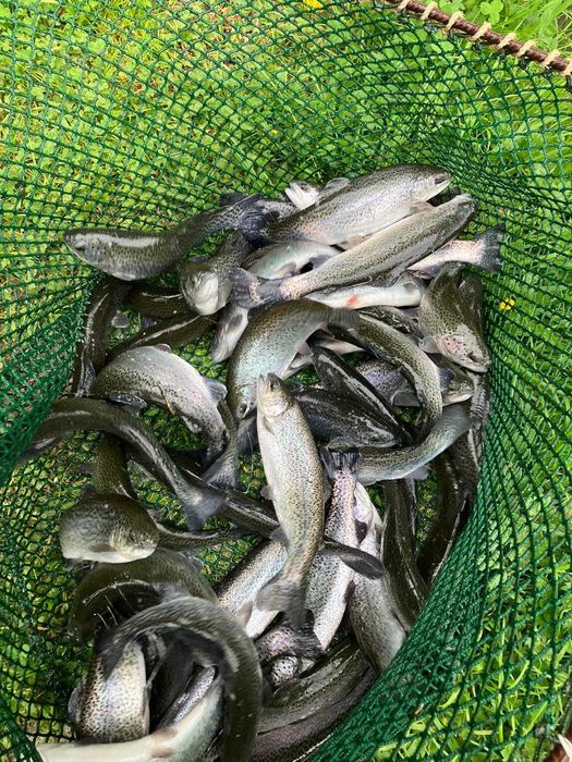 Păstrăv viu de vanzare