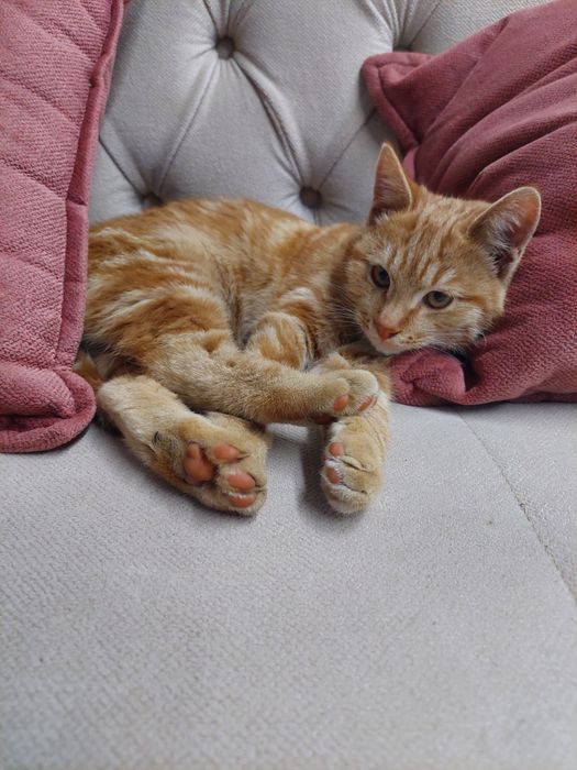 Котенок рыжий мальчик