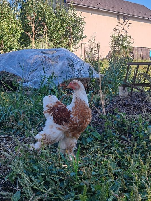 Păsări Brahma diferite culori