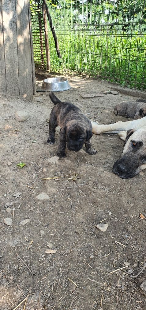 donez catei kangal x presa canario