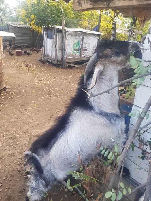 Vand doi  țapi  (iezi de anul asta)