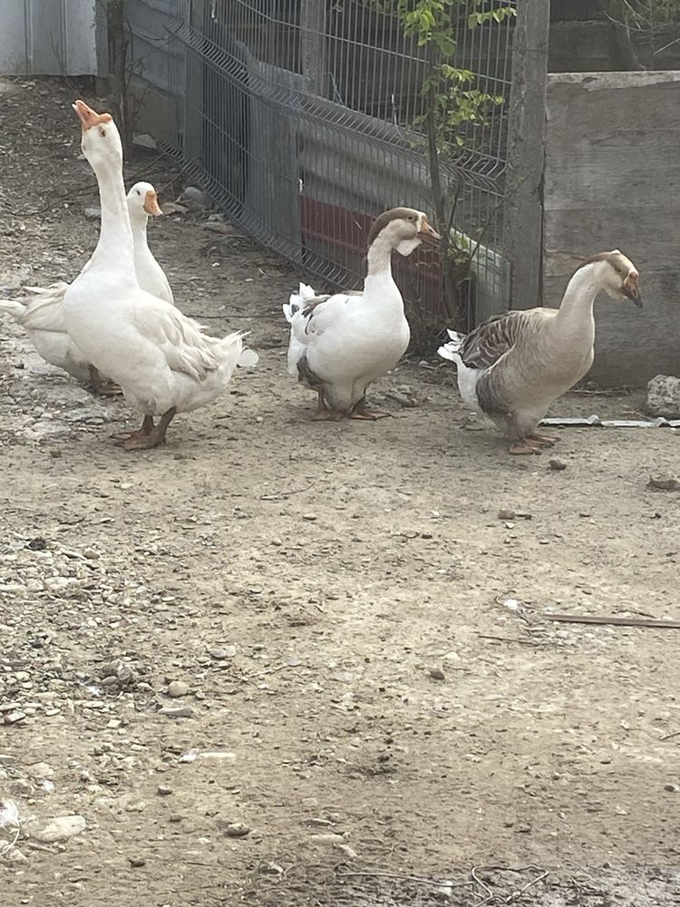 Vand 3 gasti si un gascan