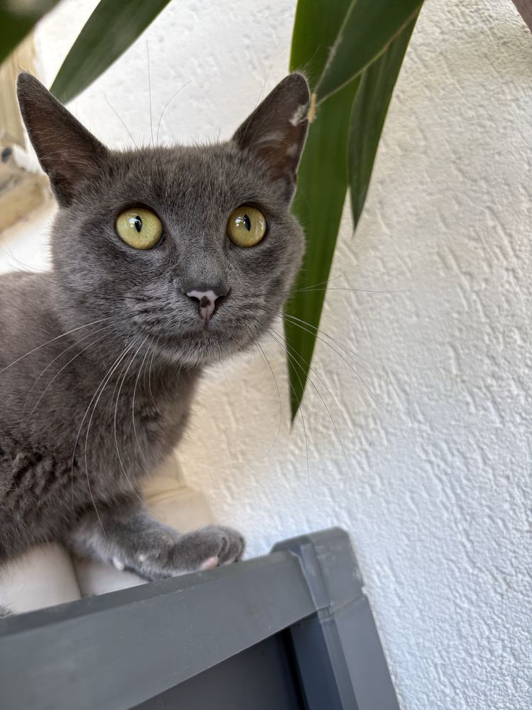motan de adoptie