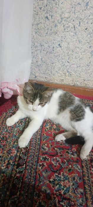 Мушук, кошка отдам даром