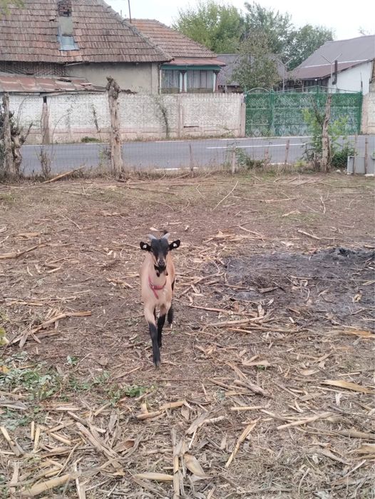 Iezi de vanzare la 2 luni, 23 de kg iedul