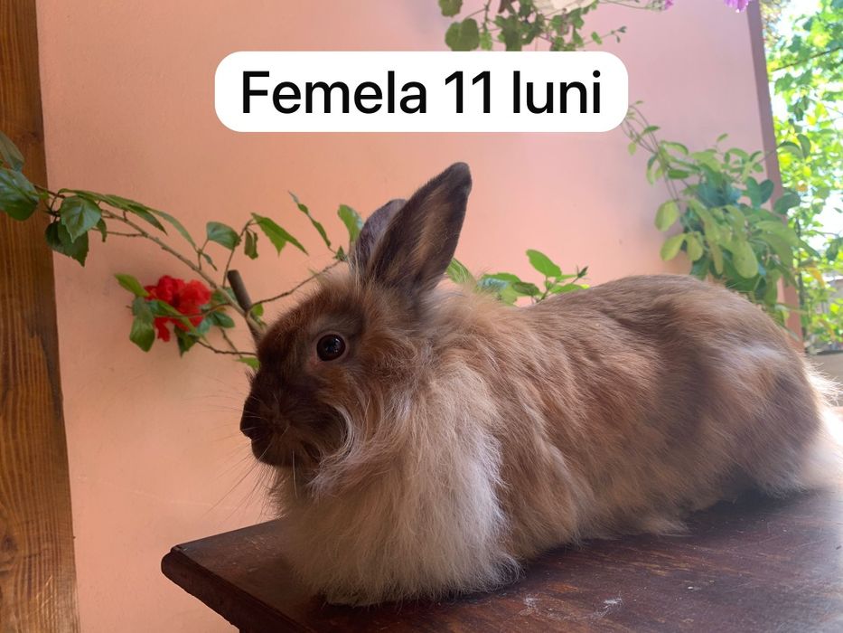 Iepuri angora,cap de leu pitici și  talie mare între 5 săpt și 11 luni
