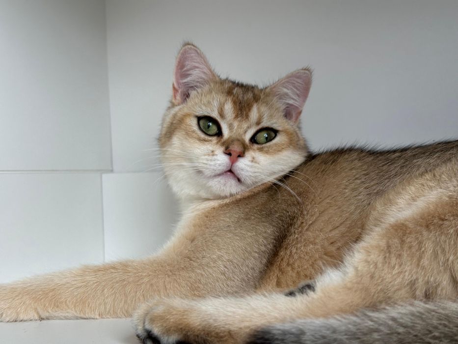 Baietel british shorthair golden  !!